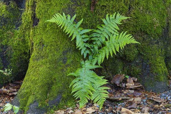 Fern at the foot of a mountain spruce