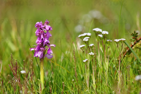 Green-winged orchid