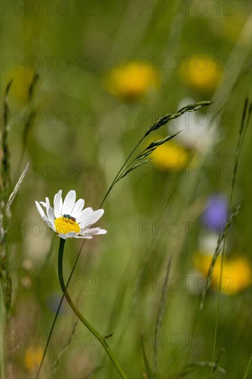 Flowering marguerite