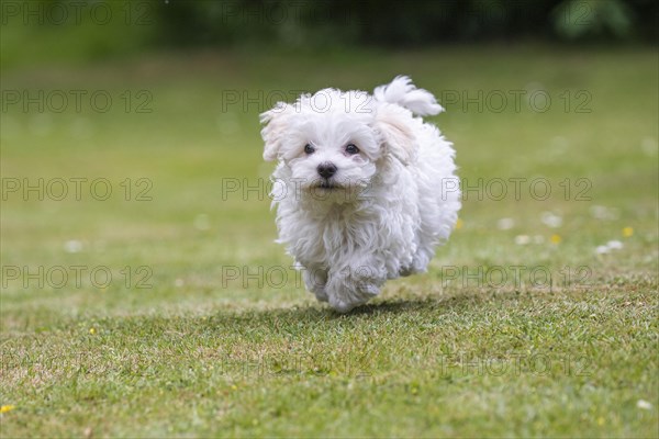 Young Mini Maltese in Sprint