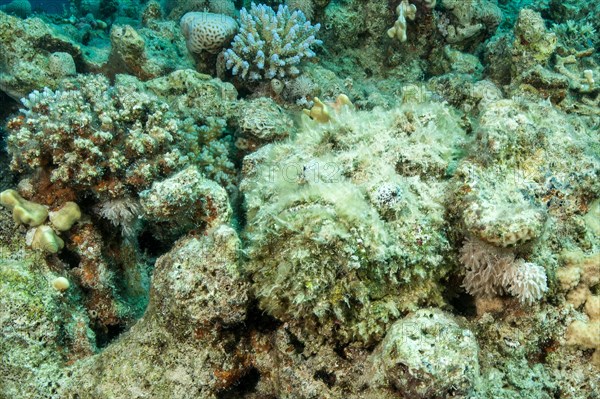 Reef stonefish