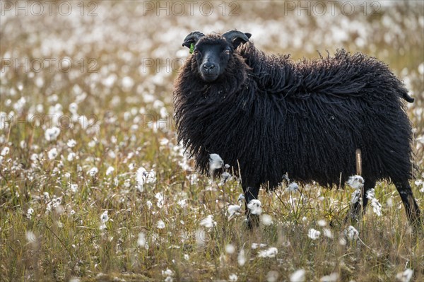 Black Domestic sheep