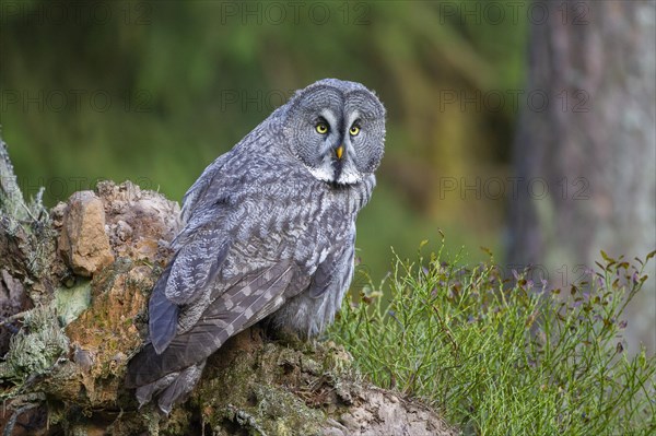 Great grey owl