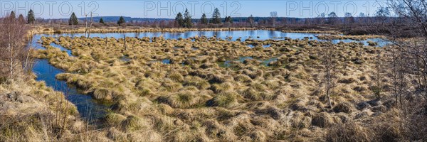 Areas overgrown with moor grass