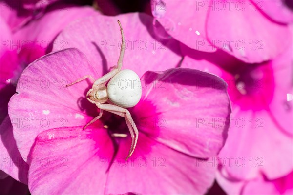 Goldenrod crab spider