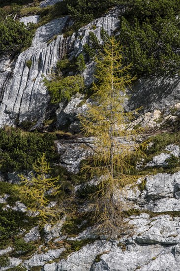 Autumn larches