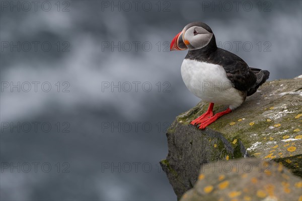 Puffin