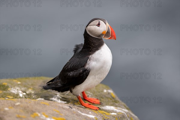 Puffin