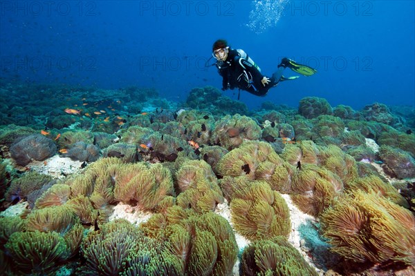 Colony of sebae anemones