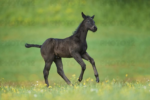 American Quarter Horse foal on a meadow