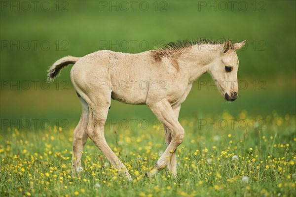 American Quarter Horse foal on a meadow