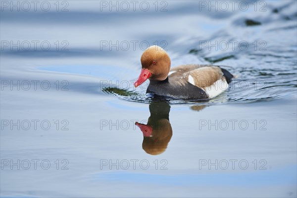 Common pochard