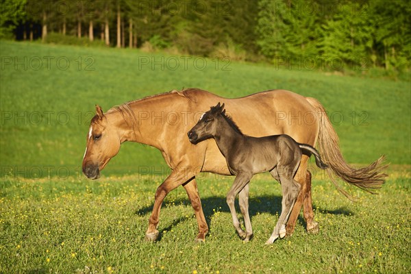 American Quarter Horse mare with her foal