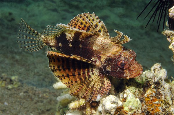 Hawaiian lionfish