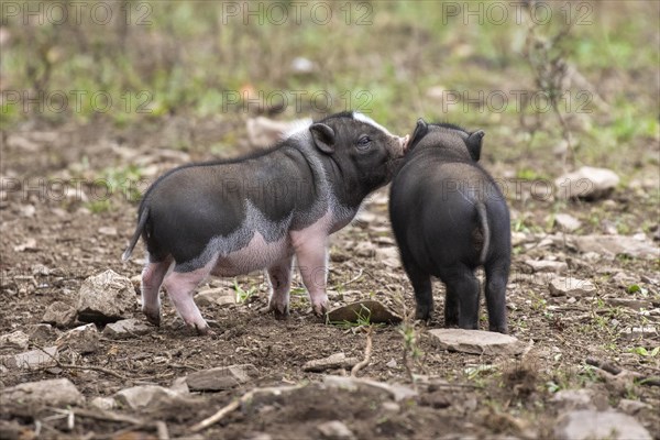 Young pot-bellied pigs