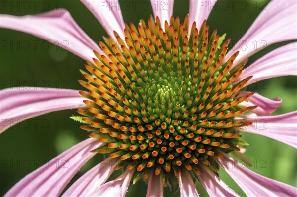 Purple Cone flower