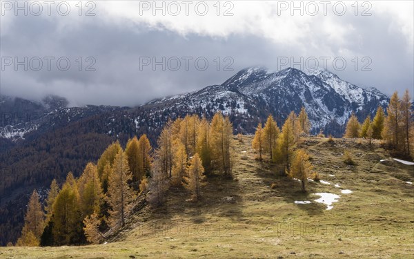 Autumn coloured larches