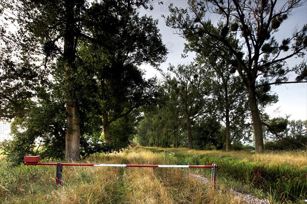 Grassland in the Droemling