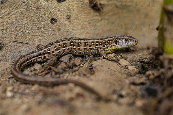 Sand lizard