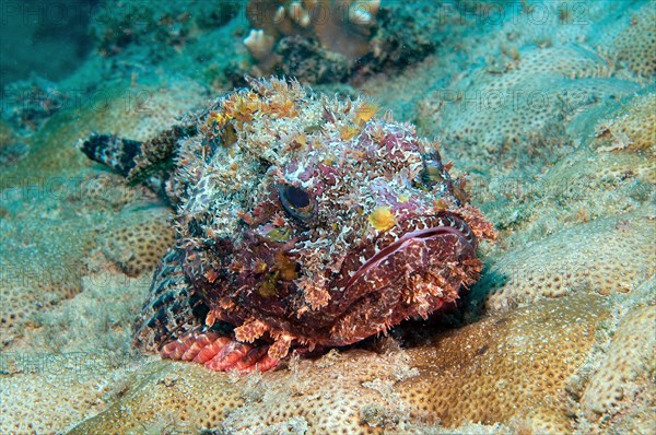 Red scorpionfish