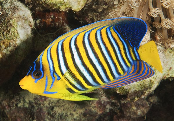 Royal angelfish