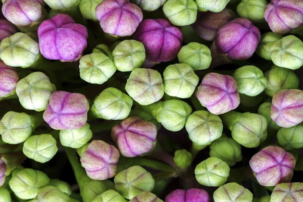 Bigleaf Hydrangea