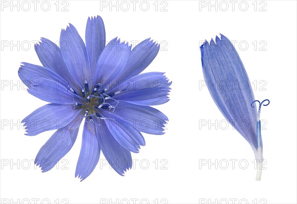 Common chicory