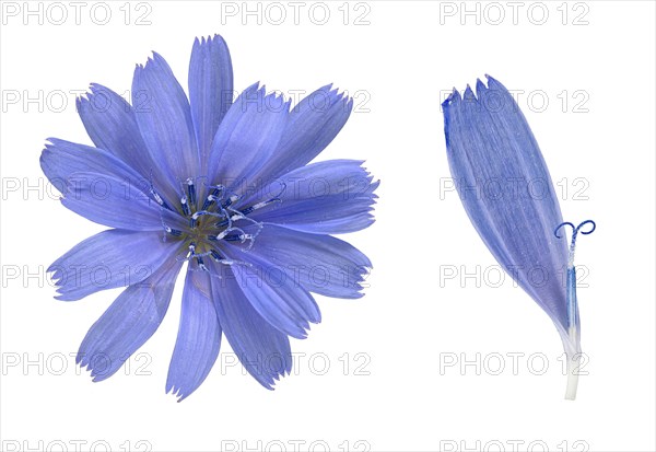 Common chicory