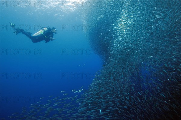 Diver next to school of Sardinops