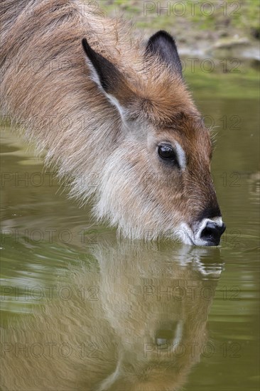 Drinking Defassa waterbuck