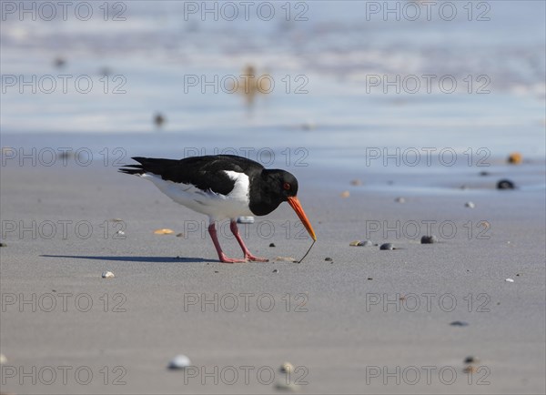 Eurasian oystercatcher