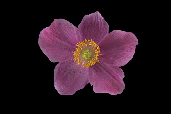 Chinese anemone