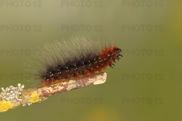 Garden tiger moth