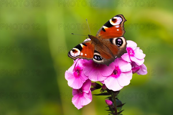 European peacock