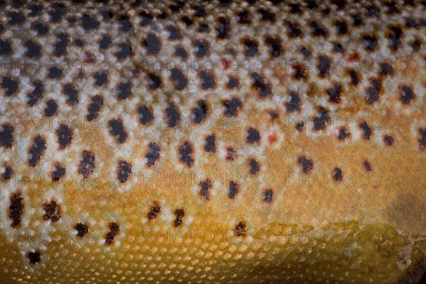 Yellowish scales