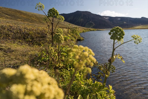 Norwegian angelica