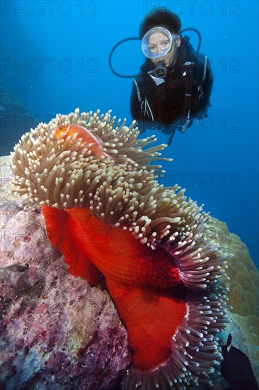 Diver looking at Magnificent sea anemone