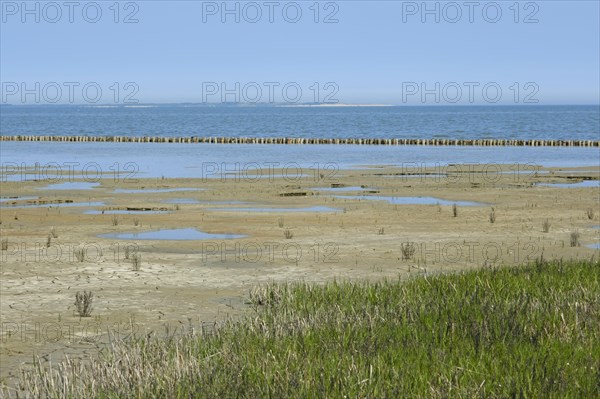 Queller in the mudflats