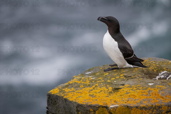 Common guillemot