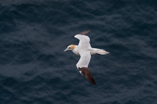 Flying Northern gannet