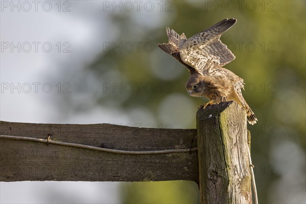 Common kestrel