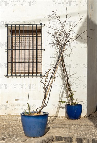 Window and flowerpot