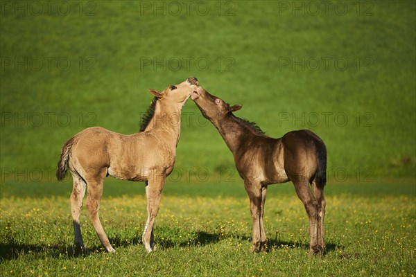 American Quarter Horse foals on a meadow