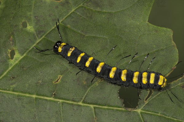 Alder moth