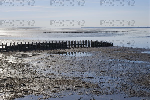 Wooden groynes