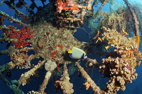 Lookout overgrown with Klunzinger's soft corals