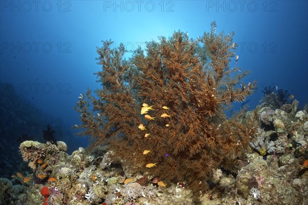 Bushy Black Coral