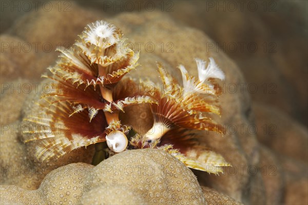 Christmas tree worm