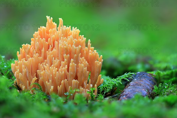 Orange mountain coral