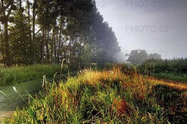 Grassland in the Droemling